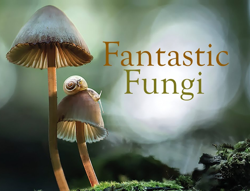 Fantastic Fungi