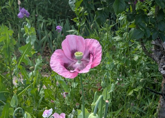 Planta Silvestre